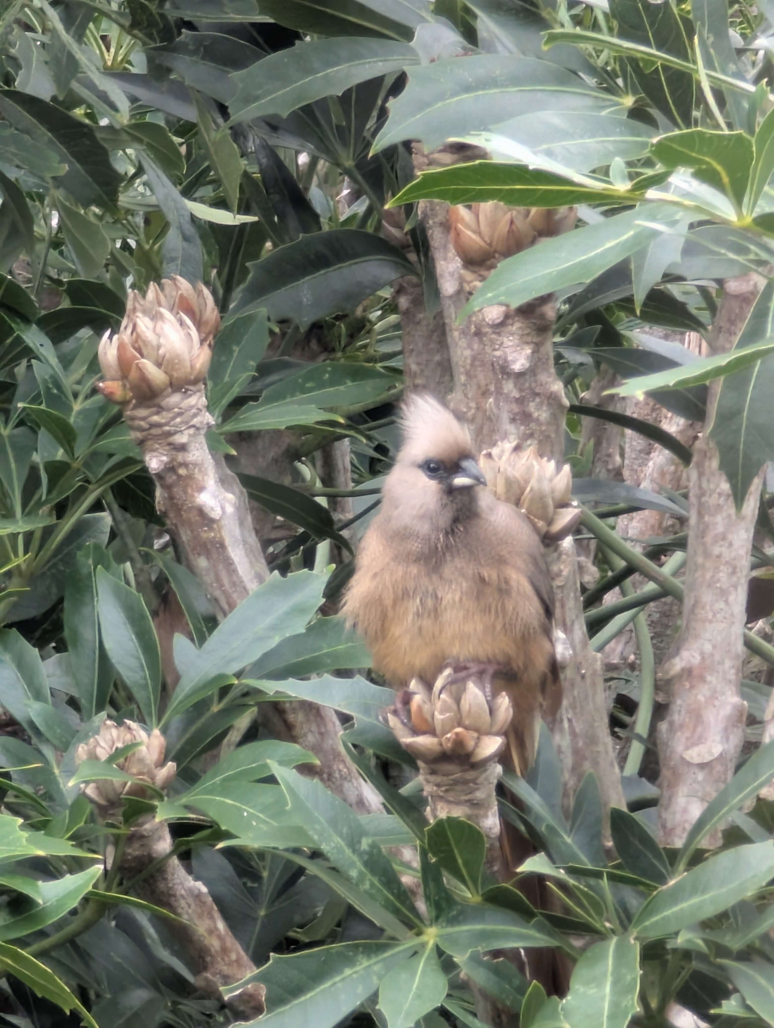 Mousebird