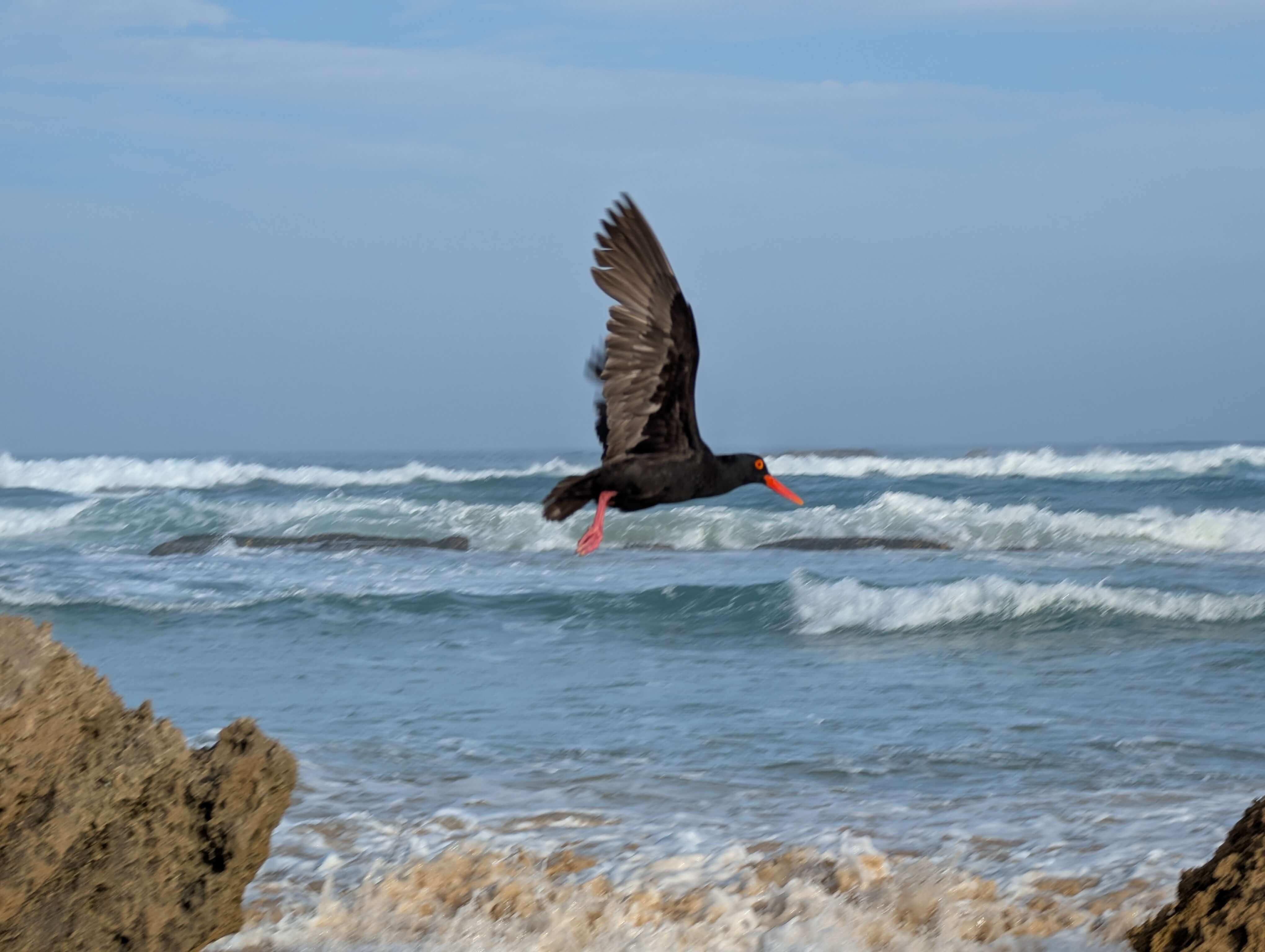 Oyster Catcher