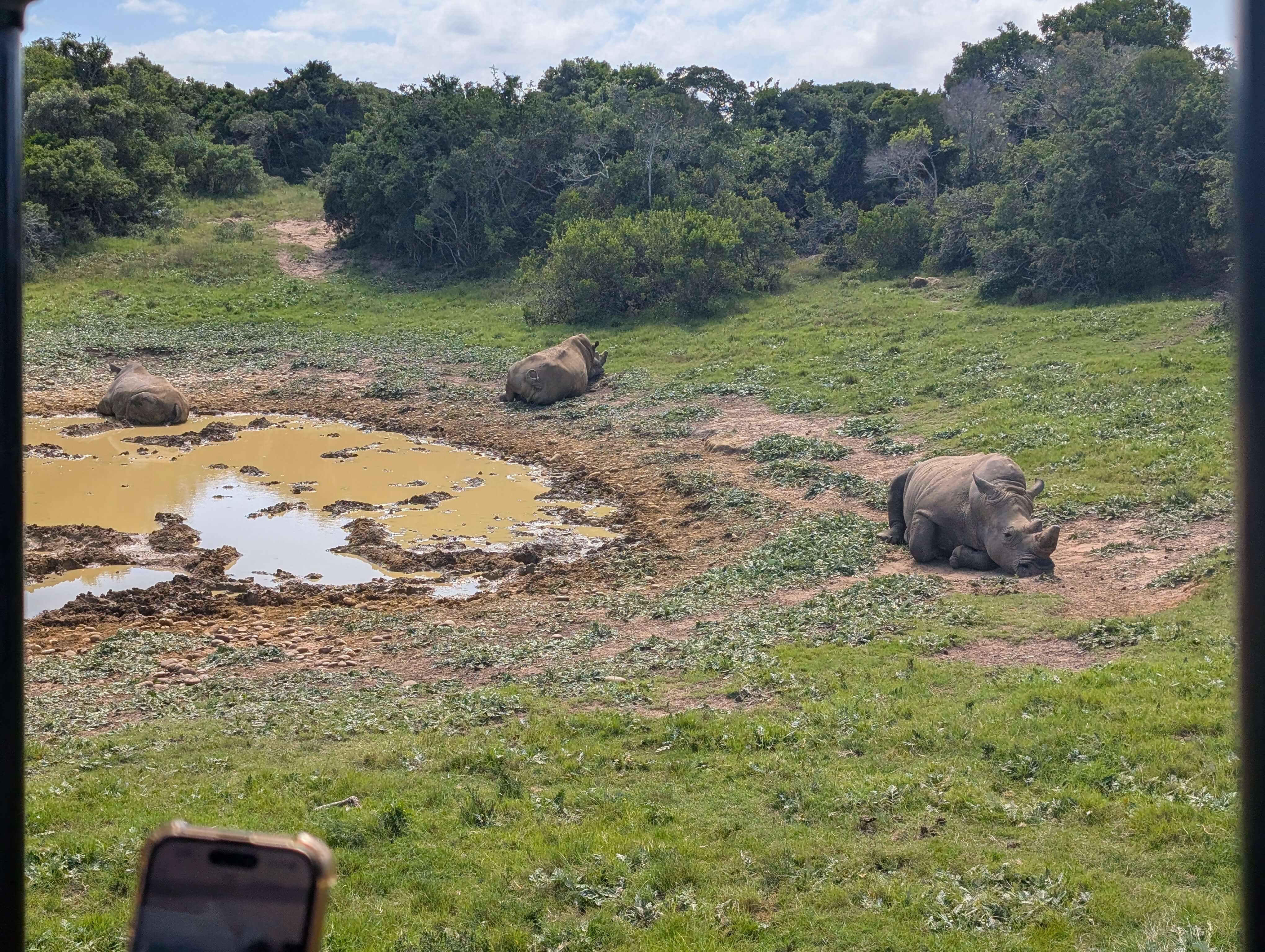 Rhino