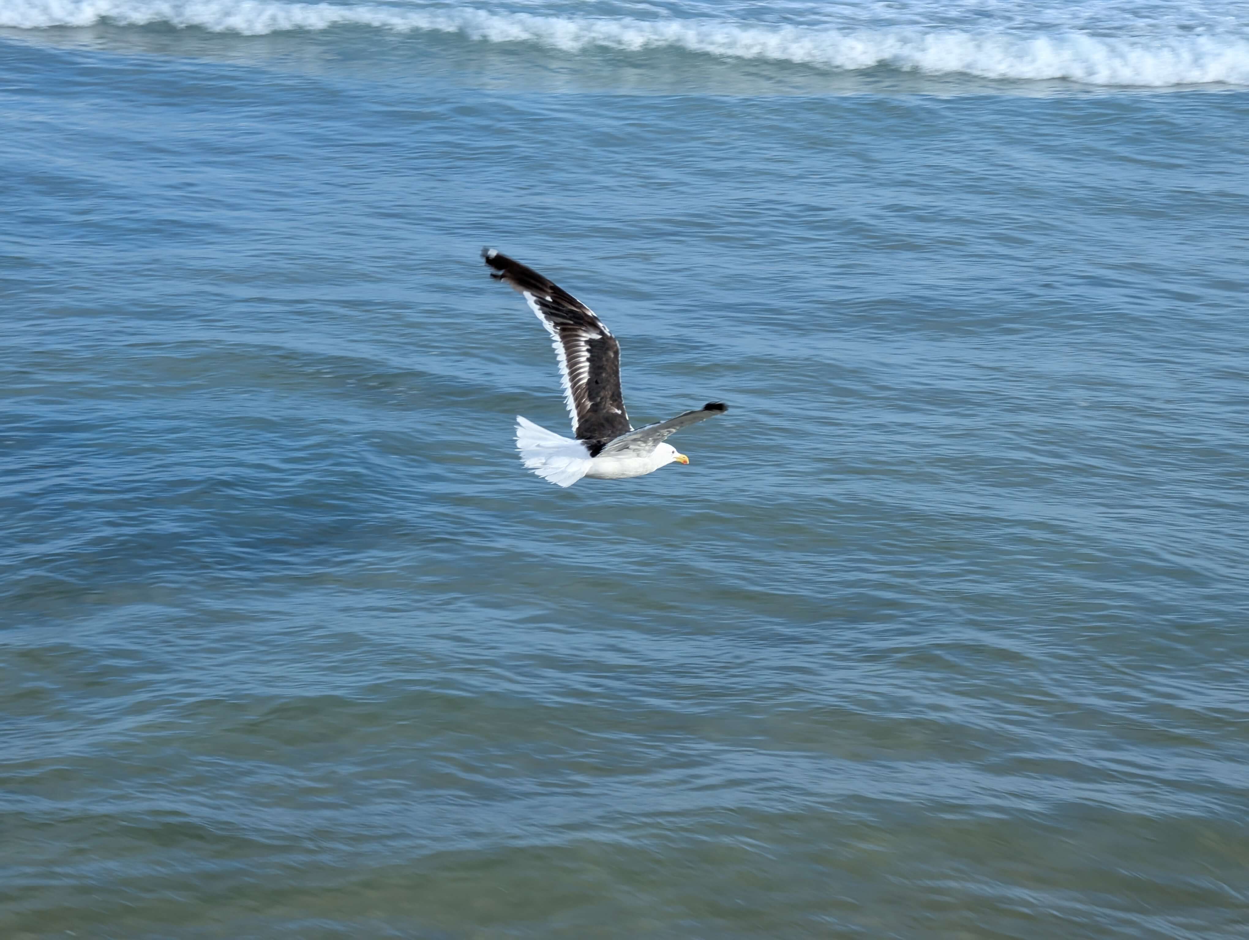 Seagull