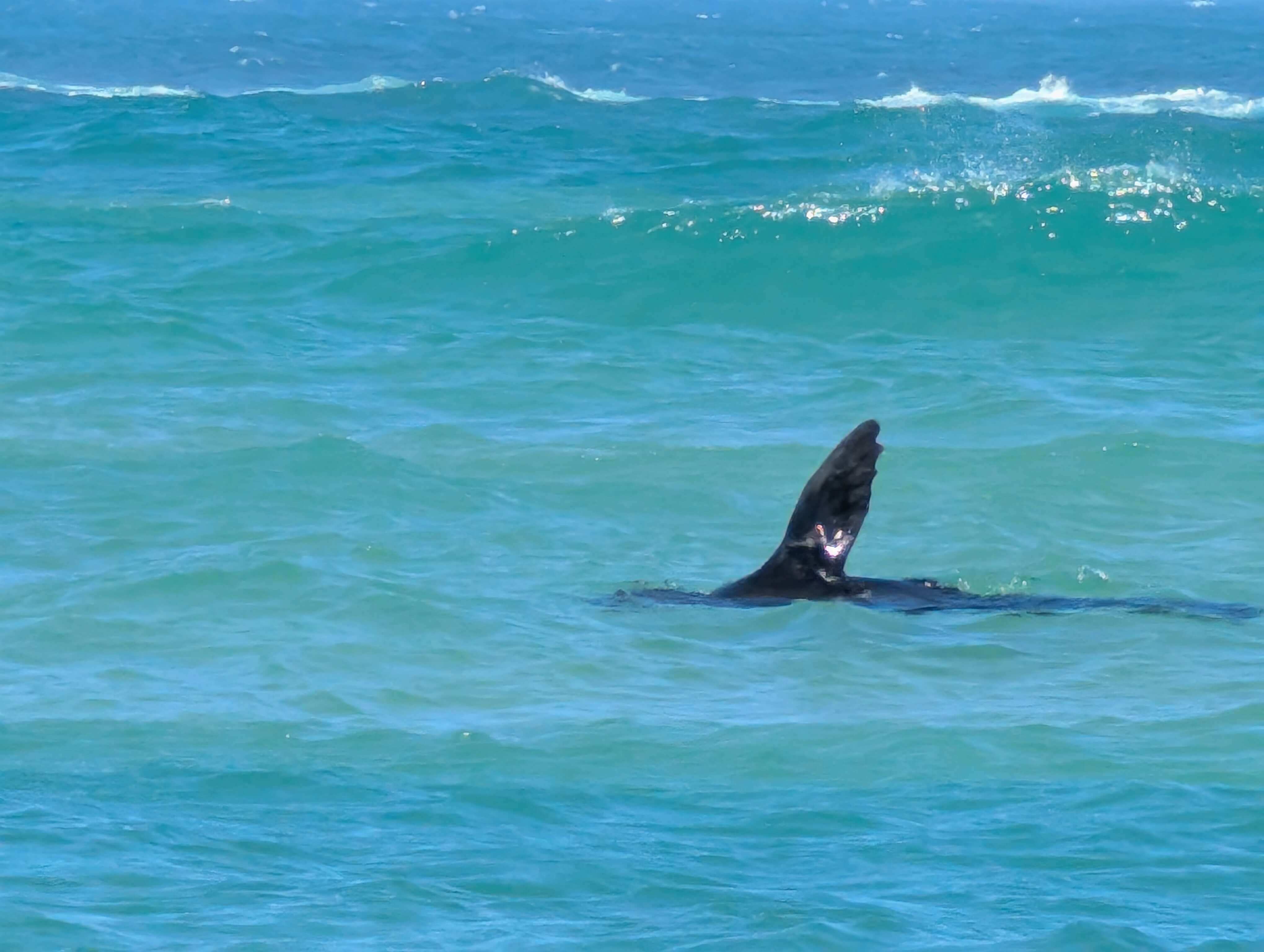 Seal in Wave